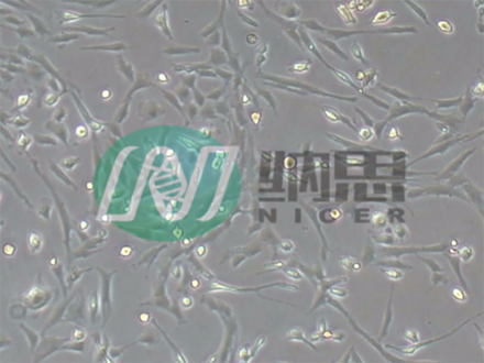 原代細胞分離培養